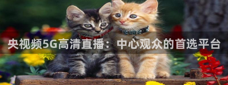 低调看直播乐球直播：央视频5G高清直播：中心观众的首选平台